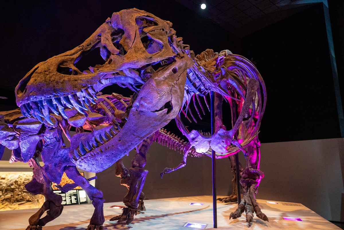 5 Fantastic Adventures for Kids Near Houston